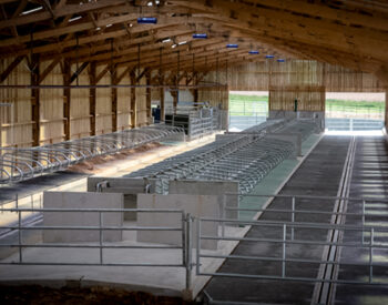 Groupe Pigeon Stabulation Bovins.jpg