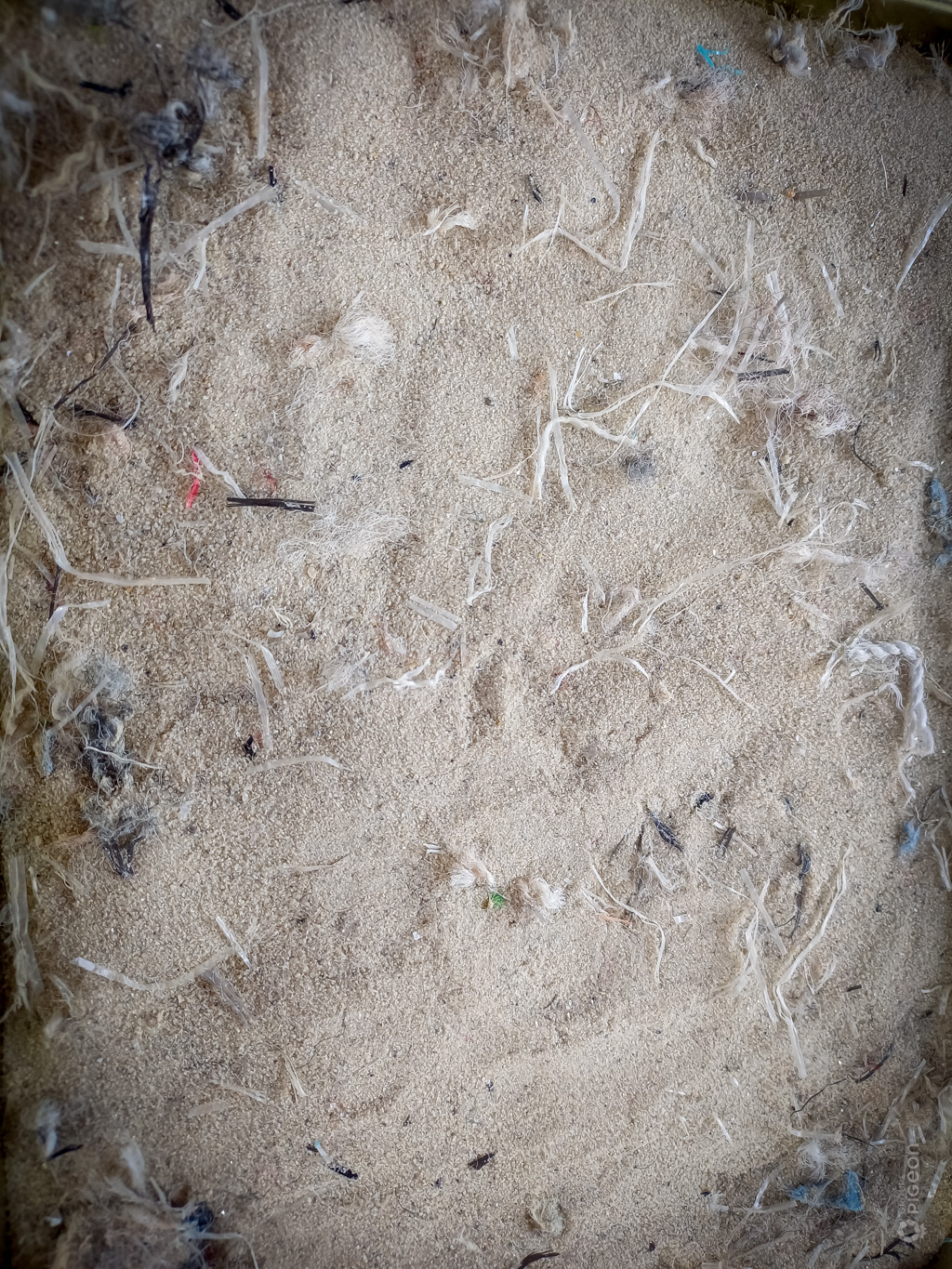 Groupe Pigeon Sable Blanc (2)